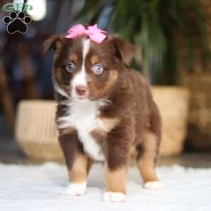 Zinna, Miniature Australian Shepherd Puppy